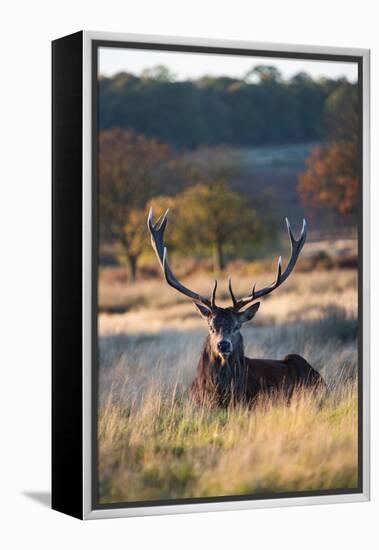 A Red Deer Stag Resting During the Autumn Rut in Richmond Park-Alex Saberi-Framed Premier Image Canvas