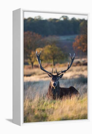 A Red Deer Stag Resting During the Autumn Rut in Richmond Park-Alex Saberi-Framed Premier Image Canvas