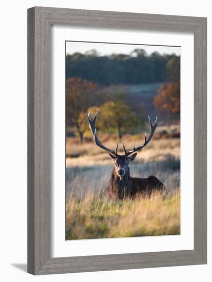 A Red Deer Stag Resting During the Autumn Rut in Richmond Park-Alex Saberi-Framed Photographic Print