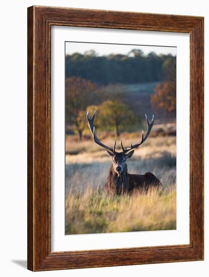 A Red Deer Stag Resting During the Autumn Rut in Richmond Park-Alex Saberi-Framed Photographic Print