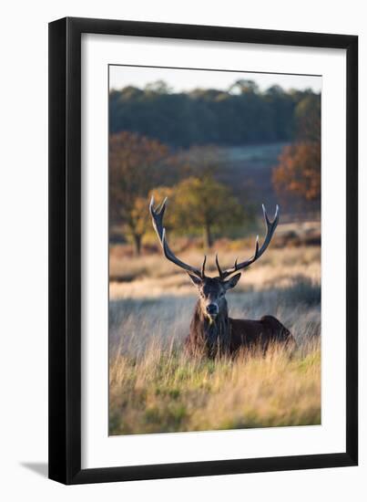 A Red Deer Stag Resting During the Autumn Rut in Richmond Park-Alex Saberi-Framed Photographic Print