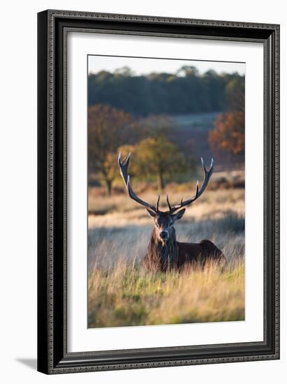 A Red Deer Stag Resting During the Autumn Rut in Richmond Park-Alex Saberi-Framed Photographic Print