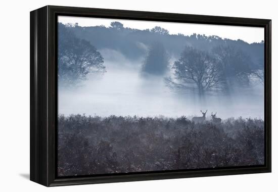 A Red Deer Stag Stand in a Forest in Richmond Park in Autumn-Alex Saberi-Framed Premier Image Canvas