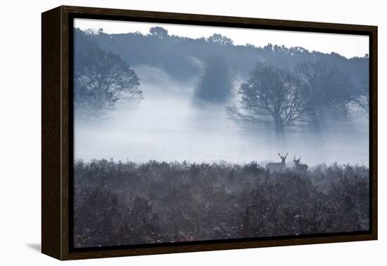 A Red Deer Stag Stand in a Forest in Richmond Park in Autumn-Alex Saberi-Framed Premier Image Canvas