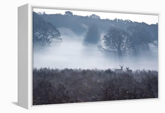 A Red Deer Stag Stand in a Forest in Richmond Park in Autumn-Alex Saberi-Framed Premier Image Canvas