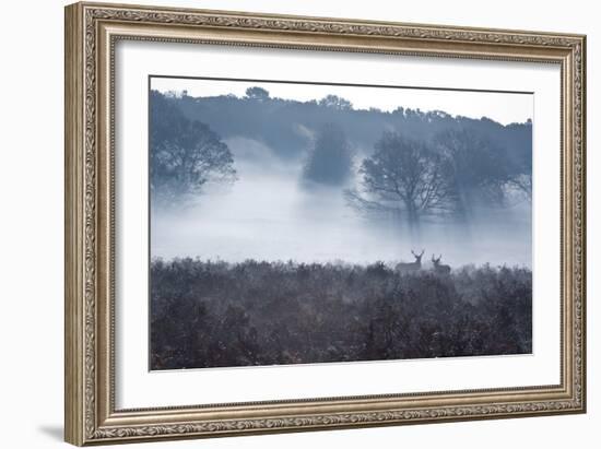 A Red Deer Stag Stand in a Forest in Richmond Park in Autumn-Alex Saberi-Framed Photographic Print