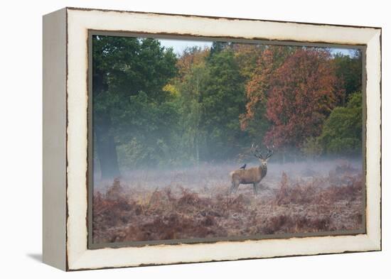 A Red Deer Stag Stands Against an Autumn Backdrop with a Jackdaw Perched on His Back at Sunrise-Alex Saberi-Framed Premier Image Canvas