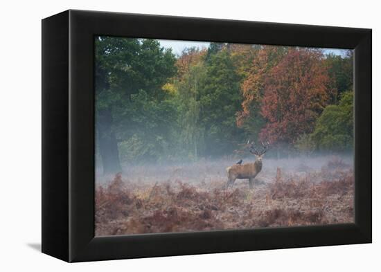 A Red Deer Stag Stands Against an Autumn Backdrop with a Jackdaw Perched on His Back at Sunrise-Alex Saberi-Framed Premier Image Canvas