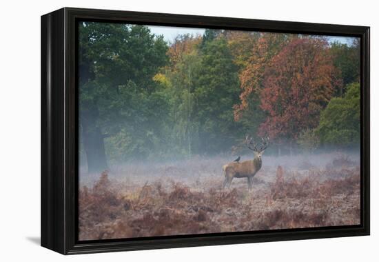 A Red Deer Stag Stands Against an Autumn Backdrop with a Jackdaw Perched on His Back at Sunrise-Alex Saberi-Framed Premier Image Canvas