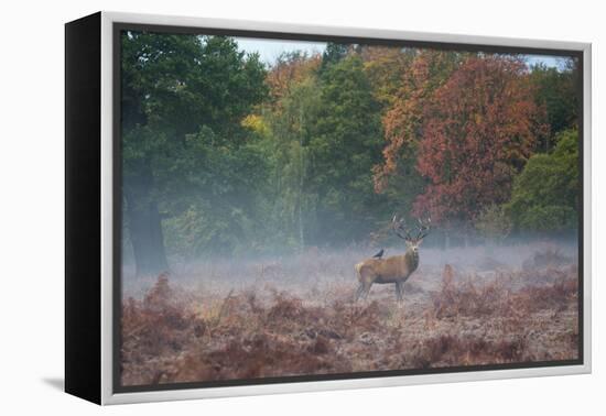 A Red Deer Stag Stands Against an Autumn Backdrop with a Jackdaw Perched on His Back at Sunrise-Alex Saberi-Framed Premier Image Canvas