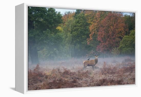 A Red Deer Stag Stands Against an Autumn Backdrop with a Jackdaw Perched on His Back at Sunrise-Alex Saberi-Framed Premier Image Canvas