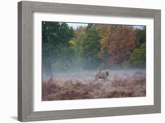 A Red Deer Stag Stands Against an Autumn Backdrop with a Jackdaw Perched on His Back at Sunrise-Alex Saberi-Framed Photographic Print