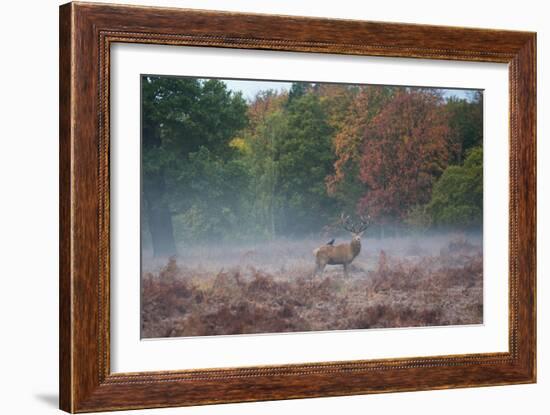 A Red Deer Stag Stands Against an Autumn Backdrop with a Jackdaw Perched on His Back at Sunrise-Alex Saberi-Framed Photographic Print