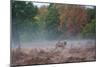 A Red Deer Stag Stands Against an Autumn Backdrop with a Jackdaw Perched on His Back at Sunrise-Alex Saberi-Mounted Photographic Print