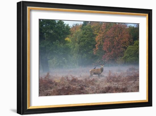 A Red Deer Stag Stands Against an Autumn Backdrop with a Jackdaw Perched on His Back at Sunrise-Alex Saberi-Framed Photographic Print