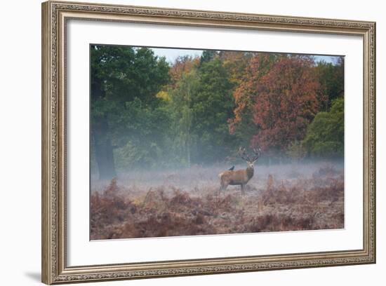 A Red Deer Stag Stands Against an Autumn Backdrop with a Jackdaw Perched on His Back at Sunrise-Alex Saberi-Framed Photographic Print