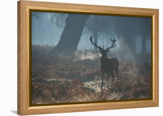 A Red Deer Stag Stands His Ground in a Misty Richmond Park-Alex Saberi-Framed Premier Image Canvas