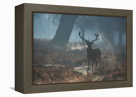 A Red Deer Stag Stands His Ground in a Misty Richmond Park-Alex Saberi-Framed Premier Image Canvas