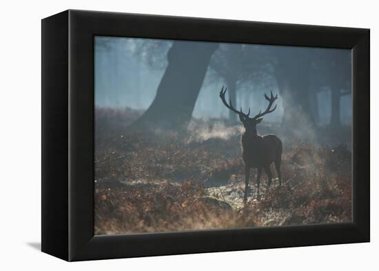 A Red Deer Stag Stands His Ground in a Misty Richmond Park-Alex Saberi-Framed Premier Image Canvas
