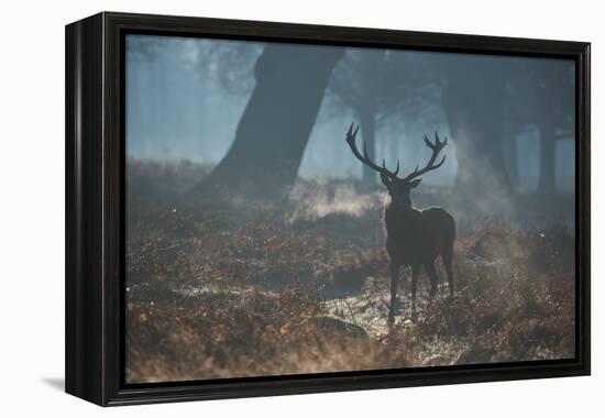 A Red Deer Stag Stands His Ground in a Misty Richmond Park-Alex Saberi-Framed Premier Image Canvas