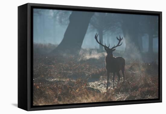 A Red Deer Stag Stands His Ground in a Misty Richmond Park-Alex Saberi-Framed Premier Image Canvas