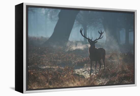 A Red Deer Stag Stands His Ground in a Misty Richmond Park-Alex Saberi-Framed Premier Image Canvas