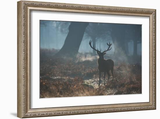 A Red Deer Stag Stands His Ground in a Misty Richmond Park-Alex Saberi-Framed Photographic Print