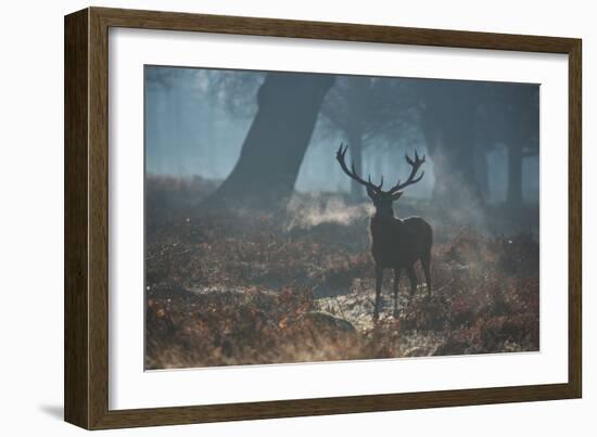 A Red Deer Stag Stands His Ground in a Misty Richmond Park-Alex Saberi-Framed Photographic Print