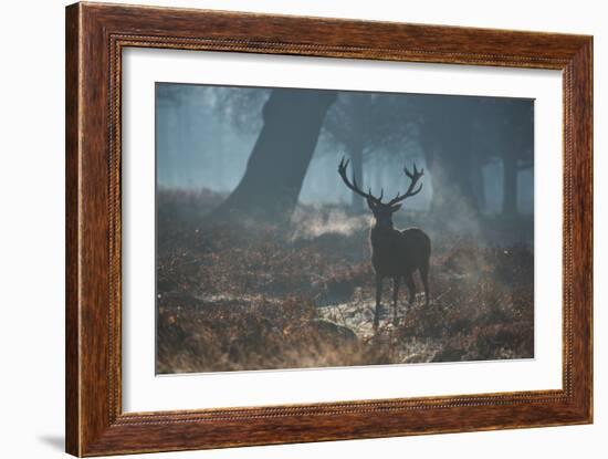 A Red Deer Stag Stands His Ground in a Misty Richmond Park-Alex Saberi-Framed Photographic Print