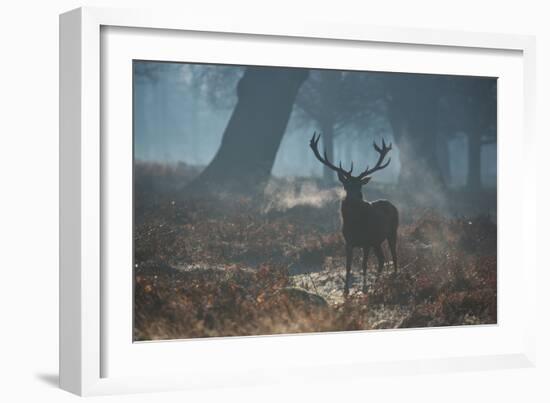 A Red Deer Stag Stands His Ground in a Misty Richmond Park-Alex Saberi-Framed Photographic Print