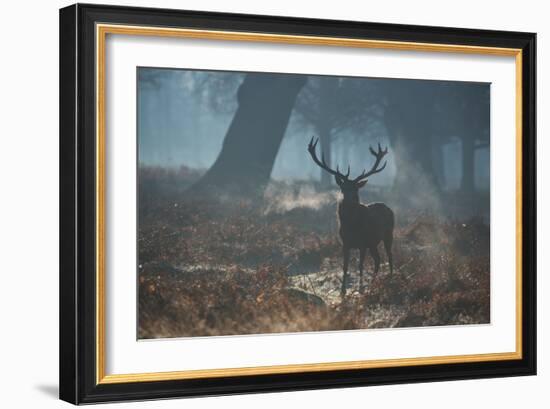 A Red Deer Stag Stands His Ground in a Misty Richmond Park-Alex Saberi-Framed Photographic Print