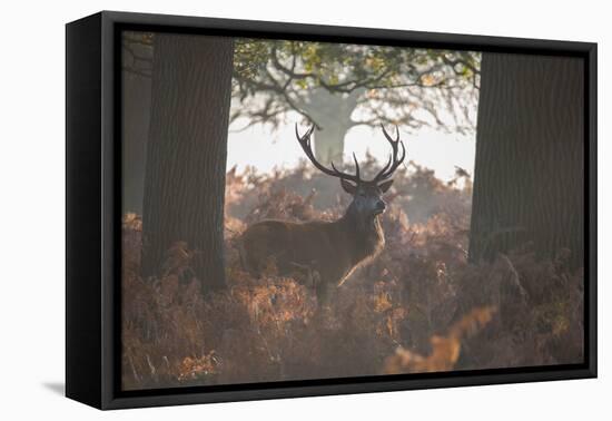 A Red Deer Stag Stands in a Forest in Richmond Park in Autumn-Alex Saberi-Framed Premier Image Canvas