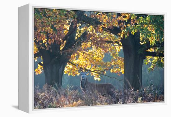 A Red Deer Stag Stands under a Colorful Oak in Richmond Park-Alex Saberi-Framed Premier Image Canvas