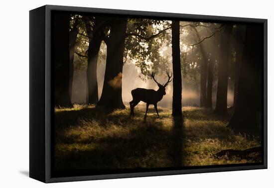 A Red Deer Stag Walks Through a Forest in the Early Morning Mist in Richmond Park in Autumn-Alex Saberi-Framed Premier Image Canvas