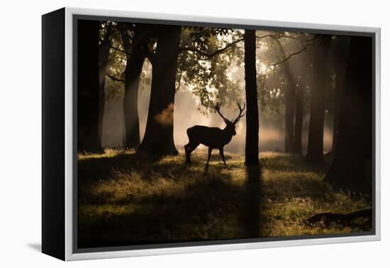 A Red Deer Stag Walks Through a Forest in the Early Morning Mist in Richmond Park in Autumn-Alex Saberi-Framed Premier Image Canvas