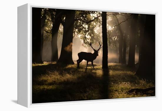 A Red Deer Stag Walks Through a Forest in the Early Morning Mist in Richmond Park in Autumn-Alex Saberi-Framed Premier Image Canvas