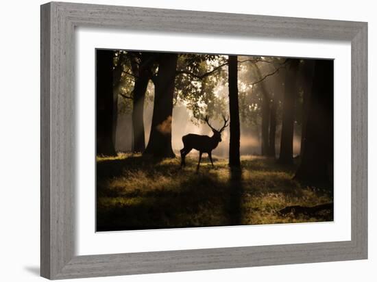 A Red Deer Stag Walks Through a Forest in the Early Morning Mist in Richmond Park in Autumn-Alex Saberi-Framed Photographic Print