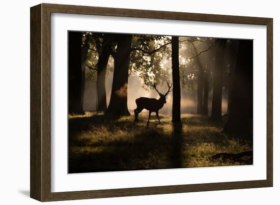 A Red Deer Stag Walks Through a Forest in the Early Morning Mist in Richmond Park in Autumn-Alex Saberi-Framed Photographic Print