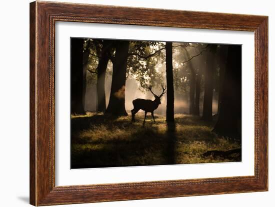 A Red Deer Stag Walks Through a Forest in the Early Morning Mist in Richmond Park in Autumn-Alex Saberi-Framed Photographic Print