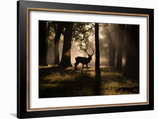 A Red Deer Stag Walks Through a Forest in the Early Morning Mist in Richmond Park in Autumn-Alex Saberi-Framed Photographic Print