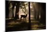 A Red Deer Stag Walks Through a Forest in the Early Morning Mist in Richmond Park in Autumn-Alex Saberi-Mounted Photographic Print