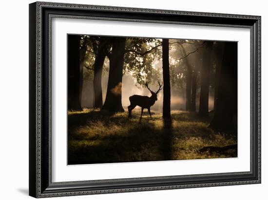 A Red Deer Stag Walks Through a Forest in the Early Morning Mist in Richmond Park in Autumn-Alex Saberi-Framed Photographic Print