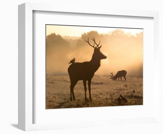 A Red Deer with Western Jackdaw, Corvus Monedula, in London's Richmond Park-Alex Saberi-Framed Photographic Print