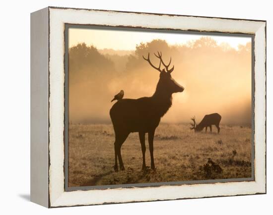 A Red Deer with Western Jackdaw, Corvus Monedula, in London's Richmond Park-Alex Saberi-Framed Premier Image Canvas