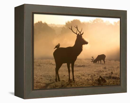 A Red Deer with Western Jackdaw, Corvus Monedula, in London's Richmond Park-Alex Saberi-Framed Premier Image Canvas