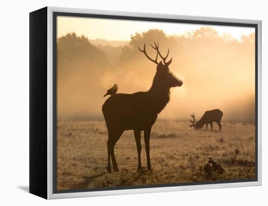 A Red Deer with Western Jackdaw, Corvus Monedula, in London's Richmond Park-Alex Saberi-Framed Premier Image Canvas