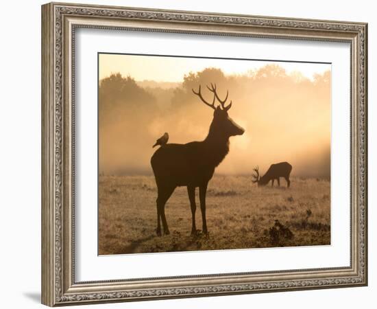 A Red Deer with Western Jackdaw, Corvus Monedula, in London's Richmond Park-Alex Saberi-Framed Photographic Print