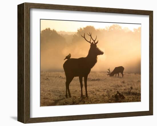 A Red Deer with Western Jackdaw, Corvus Monedula, in London's Richmond Park-Alex Saberi-Framed Photographic Print