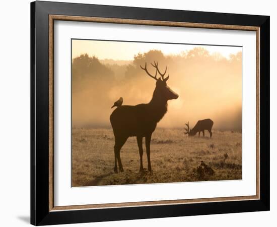 A Red Deer with Western Jackdaw, Corvus Monedula, in London's Richmond Park-Alex Saberi-Framed Photographic Print