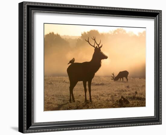 A Red Deer with Western Jackdaw, Corvus Monedula, in London's Richmond Park-Alex Saberi-Framed Photographic Print